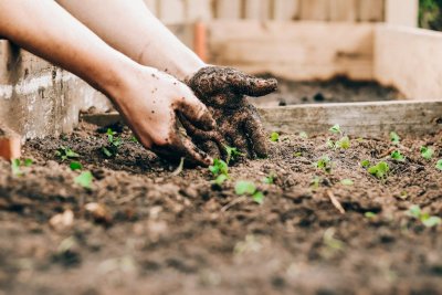 Nu bloembollen planten betaalt zich in april uit