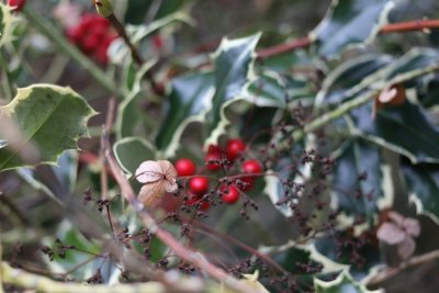 Deze planten houden je tuin ook in de winter vol kleur